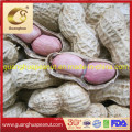 Best Quality Peanut in Shell New Crop Groundnut in Shell